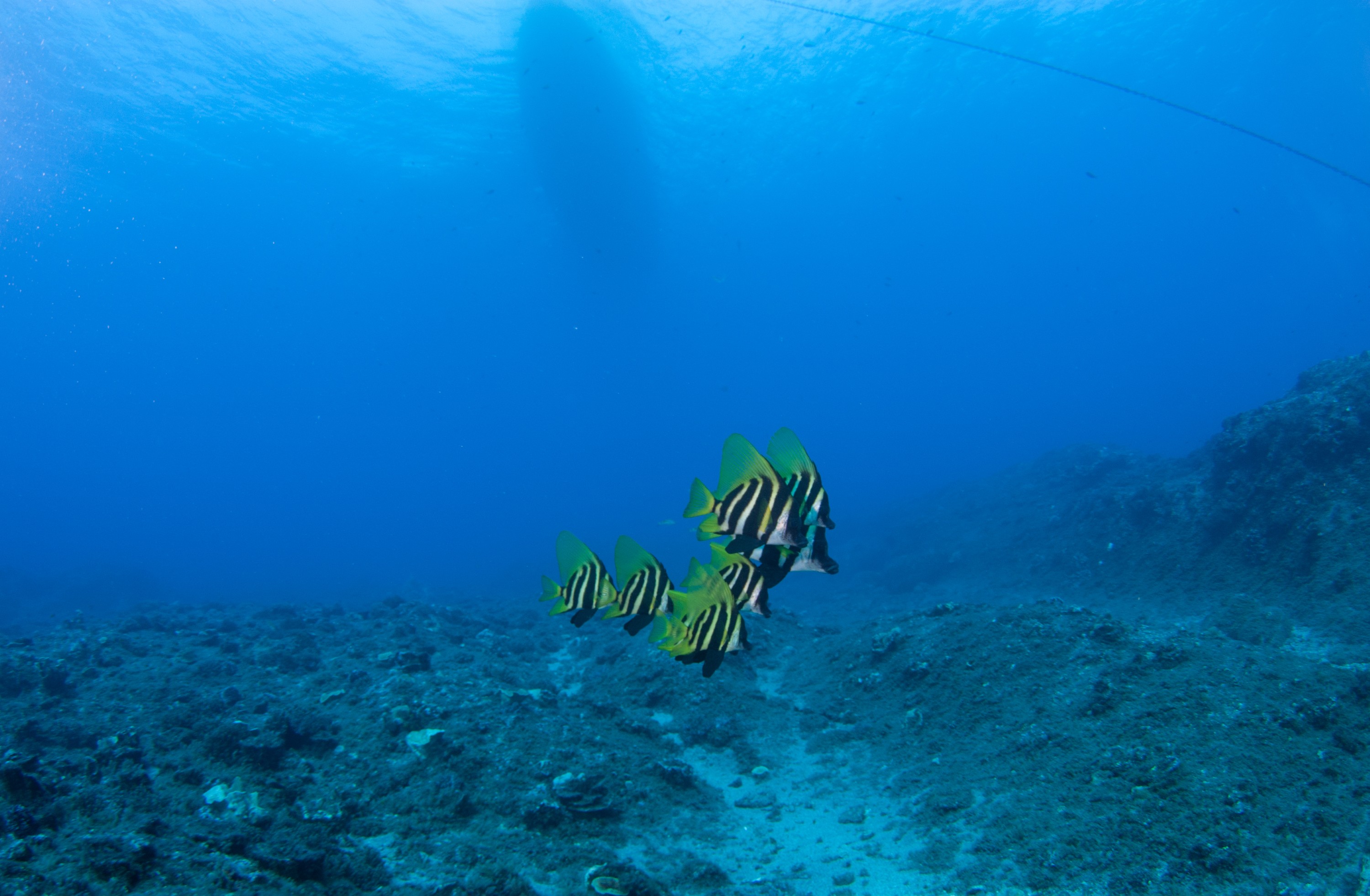 _JFG3983 – kermadec, islands, kermadecs, dive, images, remote, doc, sub tropical, subtropical, sub-tropical, marine, reserve, expedition, lust for rust, mesley, crispin, nz, new, zealand, new zealand, Striped, boarfish, boar, fish, Evistias, acutirostris, crispin, Kermadecs 13,